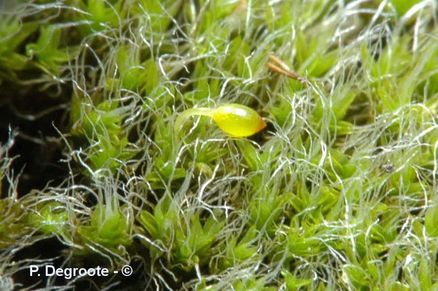 Grimmia orbicularis